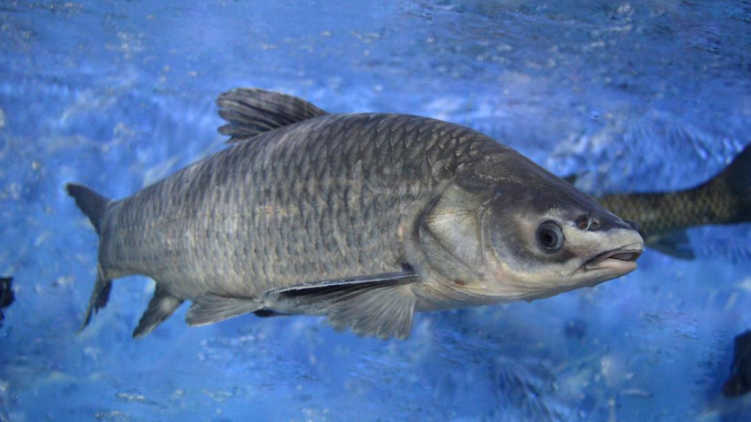 青鱼那么大,遛鱼一定相当困难吧?此话不假,但用好窍门终能成功