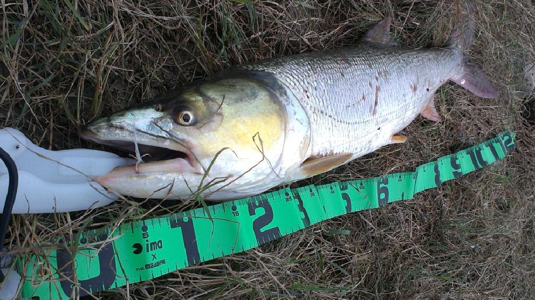 路亚鳡鱼用什么假饵最好用什么手法最好做不到小心被拉下水