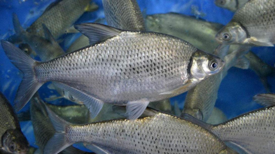 钓鳊鱼(武昌鱼),就选这样的钓位,一天钓二三十条不成问题