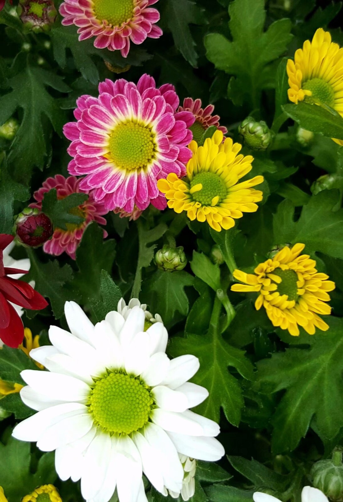 开满鲜花的清晨总是那么美好