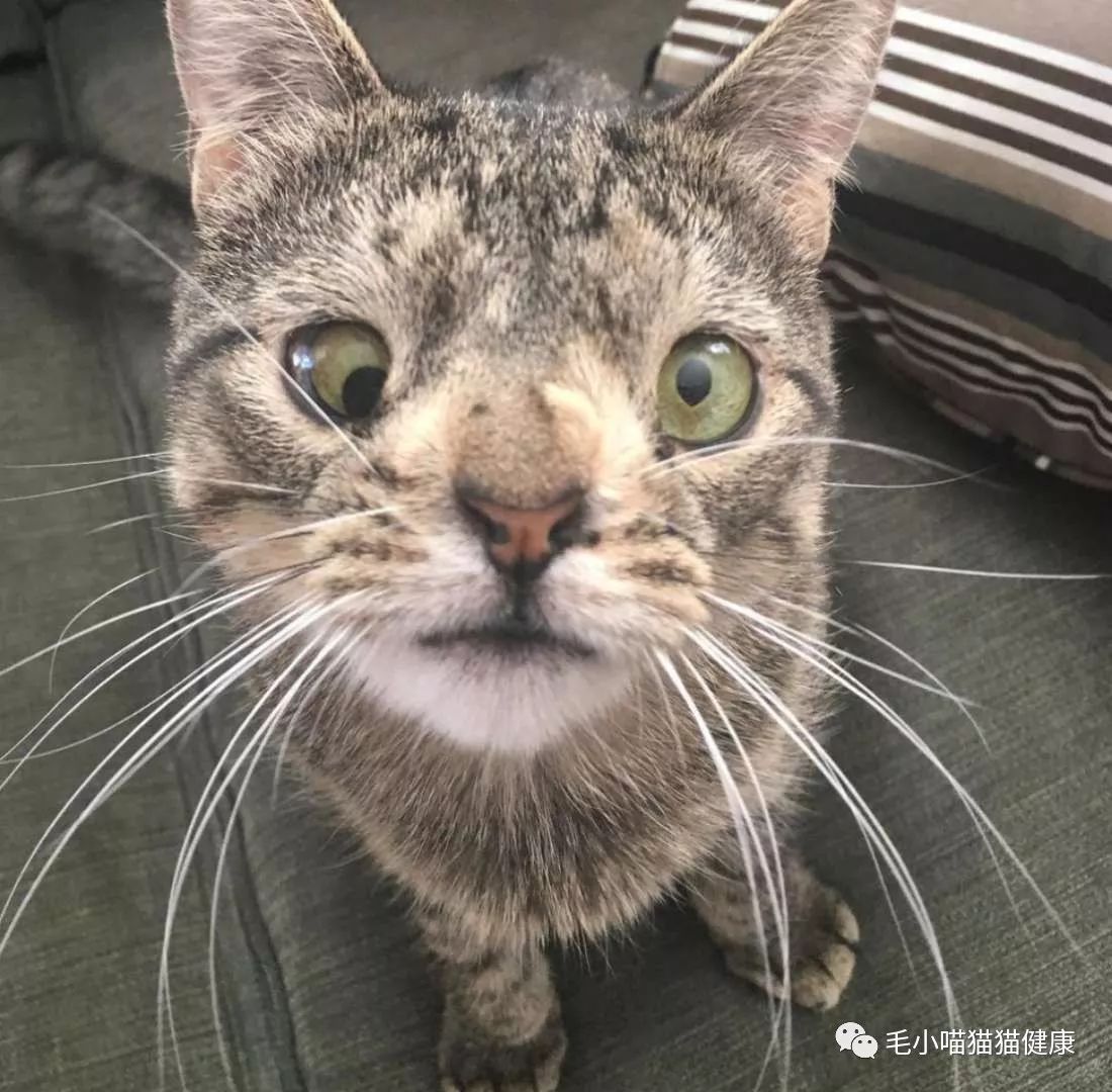 国外一铲屎官领养了一只技能猫时刻自带对对眼