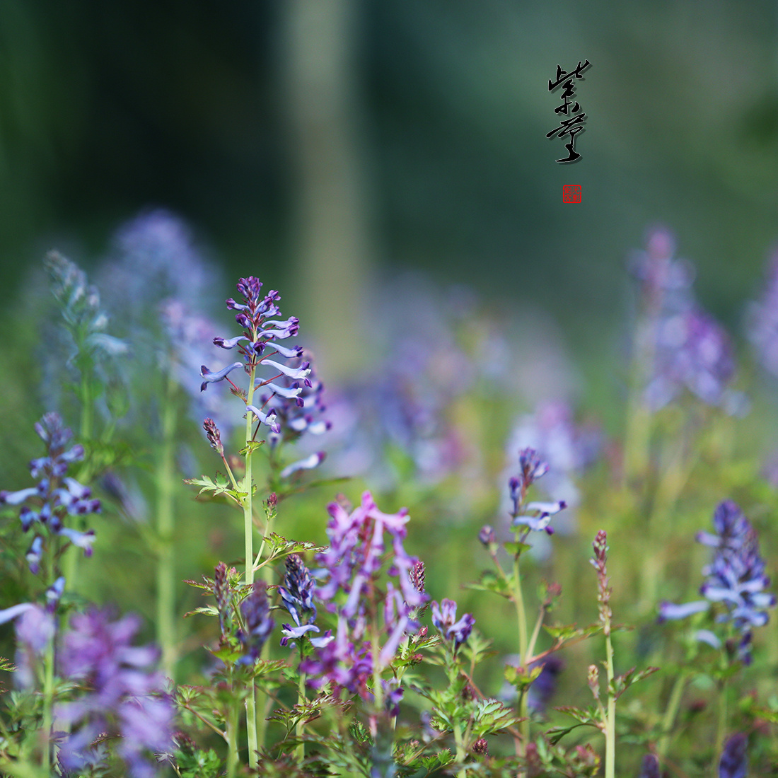 春日物语---紫堇花 ​​​​|气象|物语|江苏_新浪网