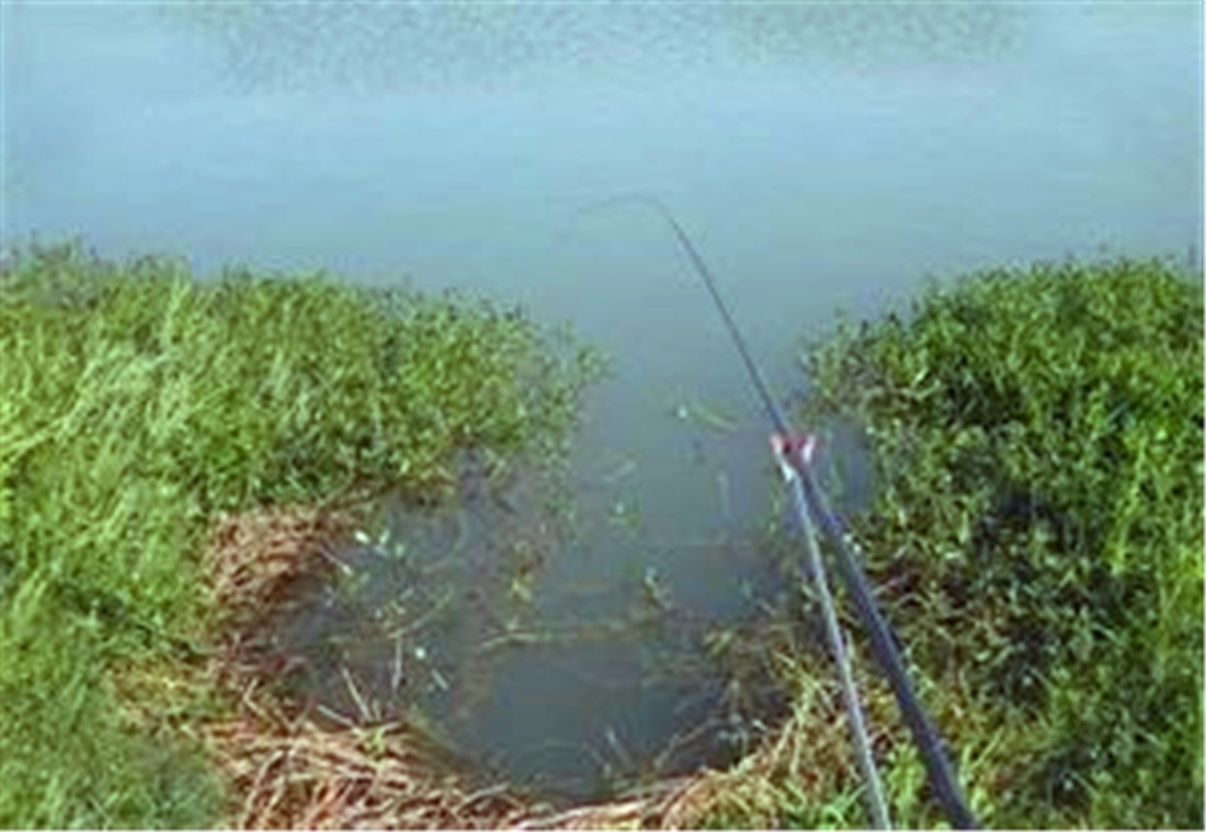 春钓浅滩草洞,有木有活用技巧?