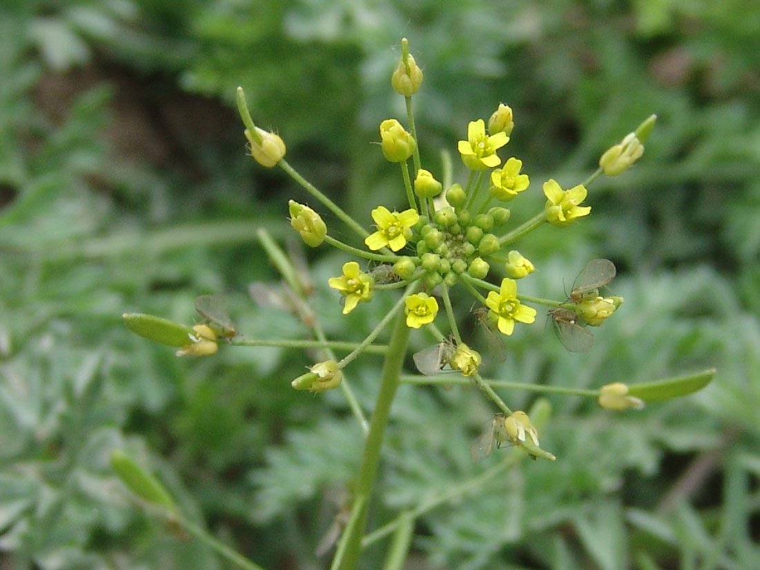 农村路边常见野草,很多人不认识,却是一种解毒养颜的保健菜