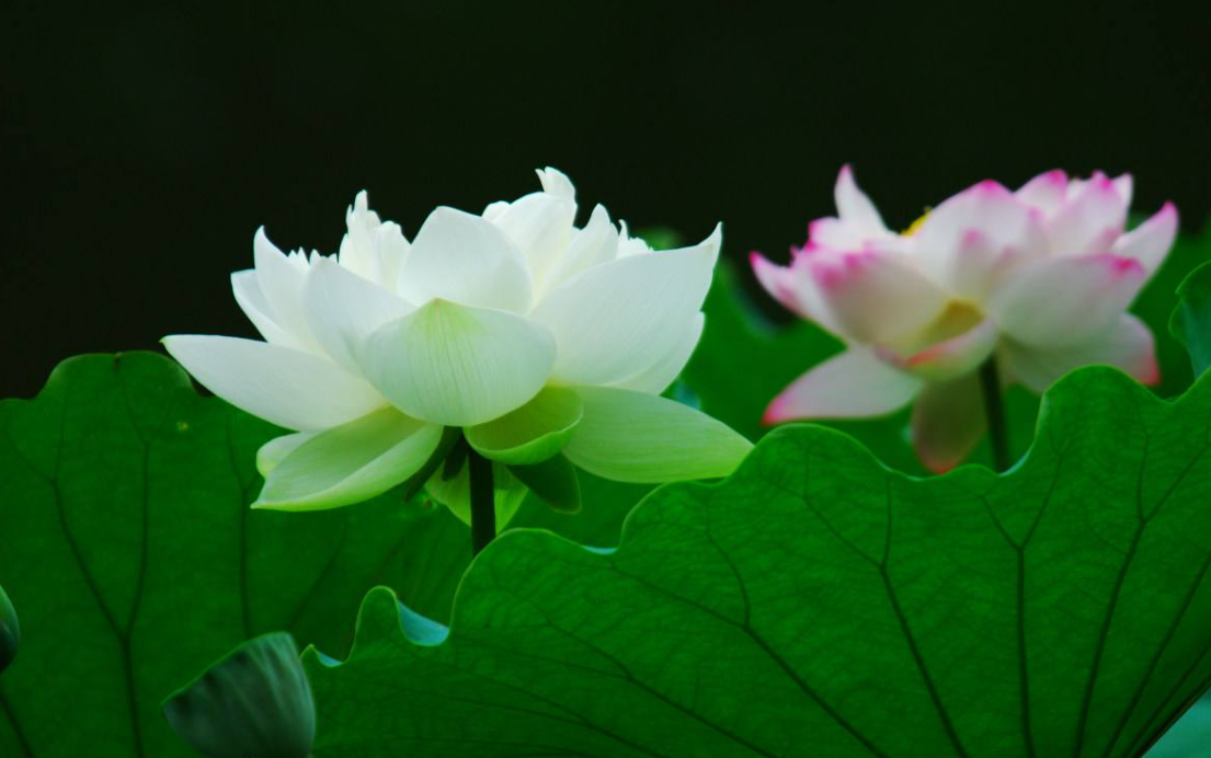 只愿做一朵素净的莲花