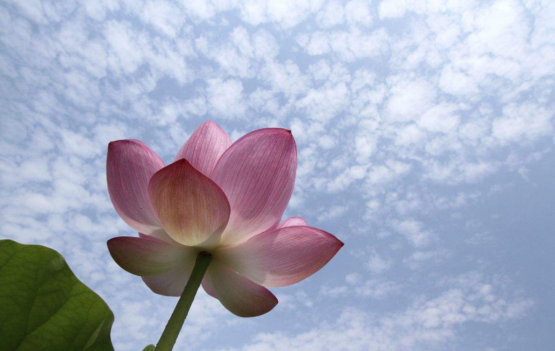 只愿做一朵素净的莲花|一朵|莲花|心莲_新浪新闻