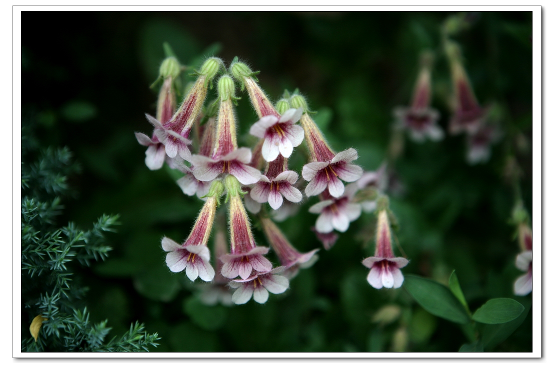 东南亚|植物|地黄_新浪新闻