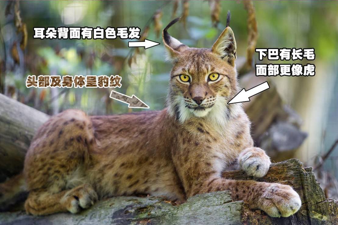 猫科中的两个小钢炮: 狞猫与猞猁, 我们不一样但又一样!|猞猁|猫科|小钢炮_新浪新闻
