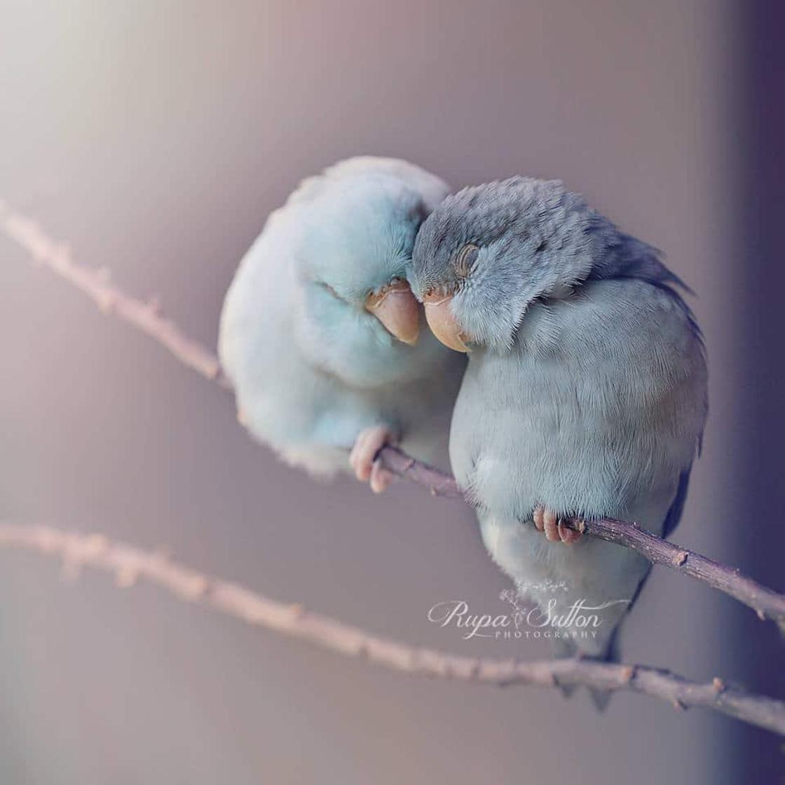 爱情鸟真实图片