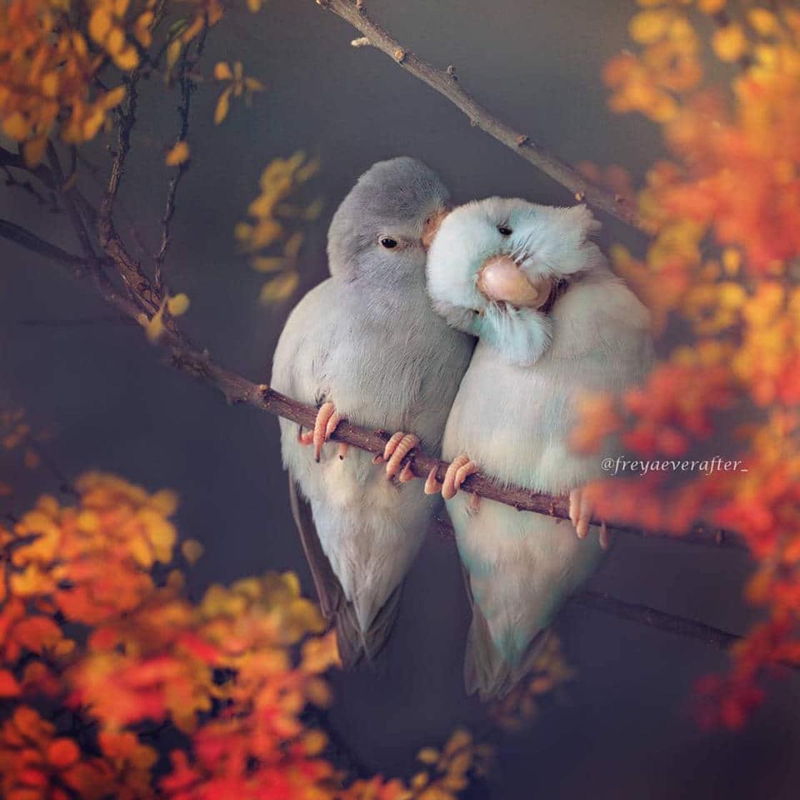 爱情鸟真实图片