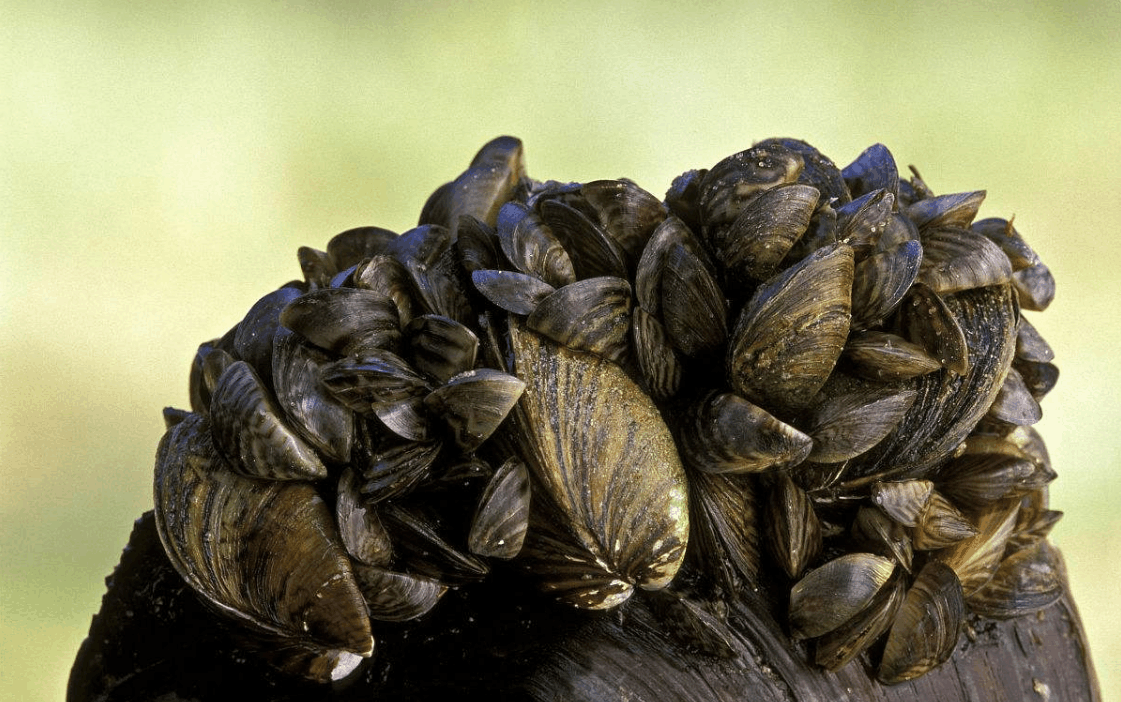 大量繁殖的斑马贻贝意味着需要更多的食物,水中的浮游生物是有限的