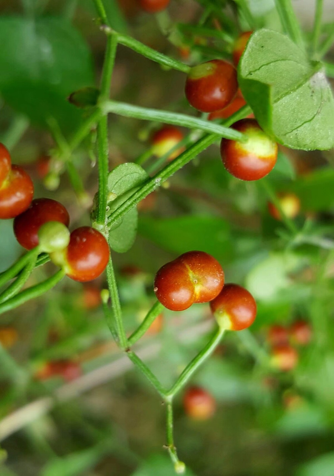 植物百科(十五)茜草