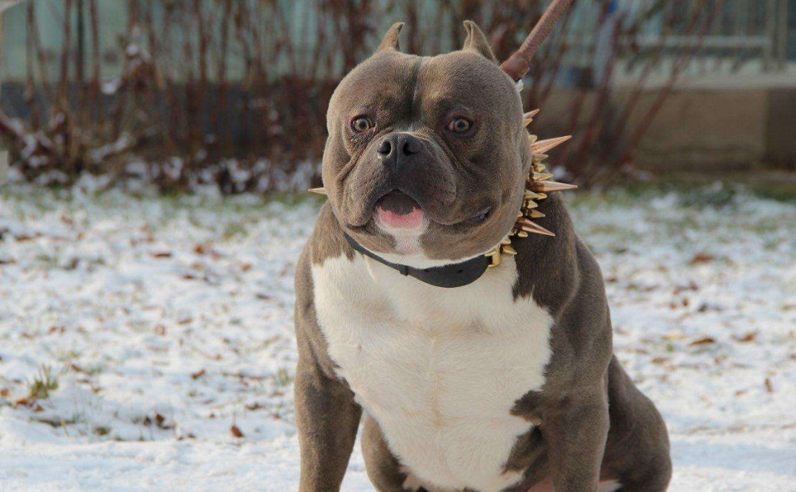 狗贩子为吸引顾客,给恶霸犬换上逆天装备,结果没人敢买这狗!