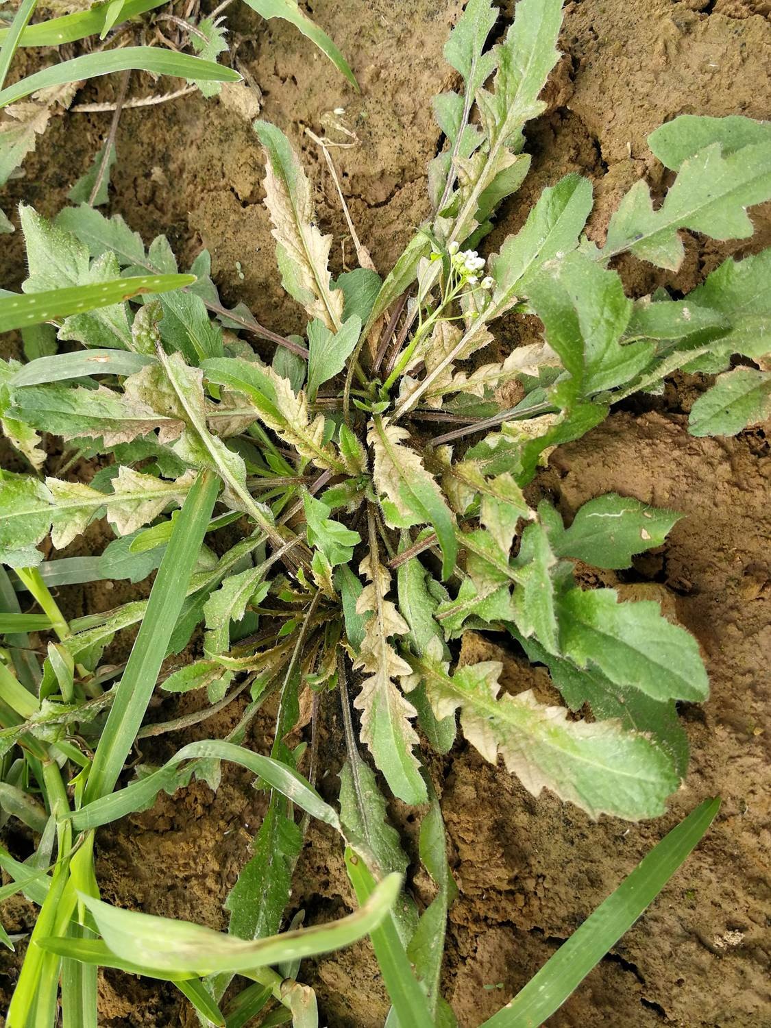 这种野菜被称作护生草,野菜中的王妃,春天最美味,你去挖了吗