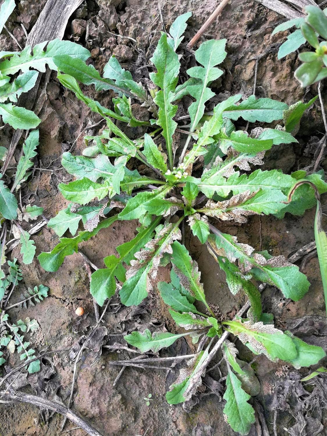 这种野菜被称作护生草,野菜中的王妃,春天最美味,你去挖了吗