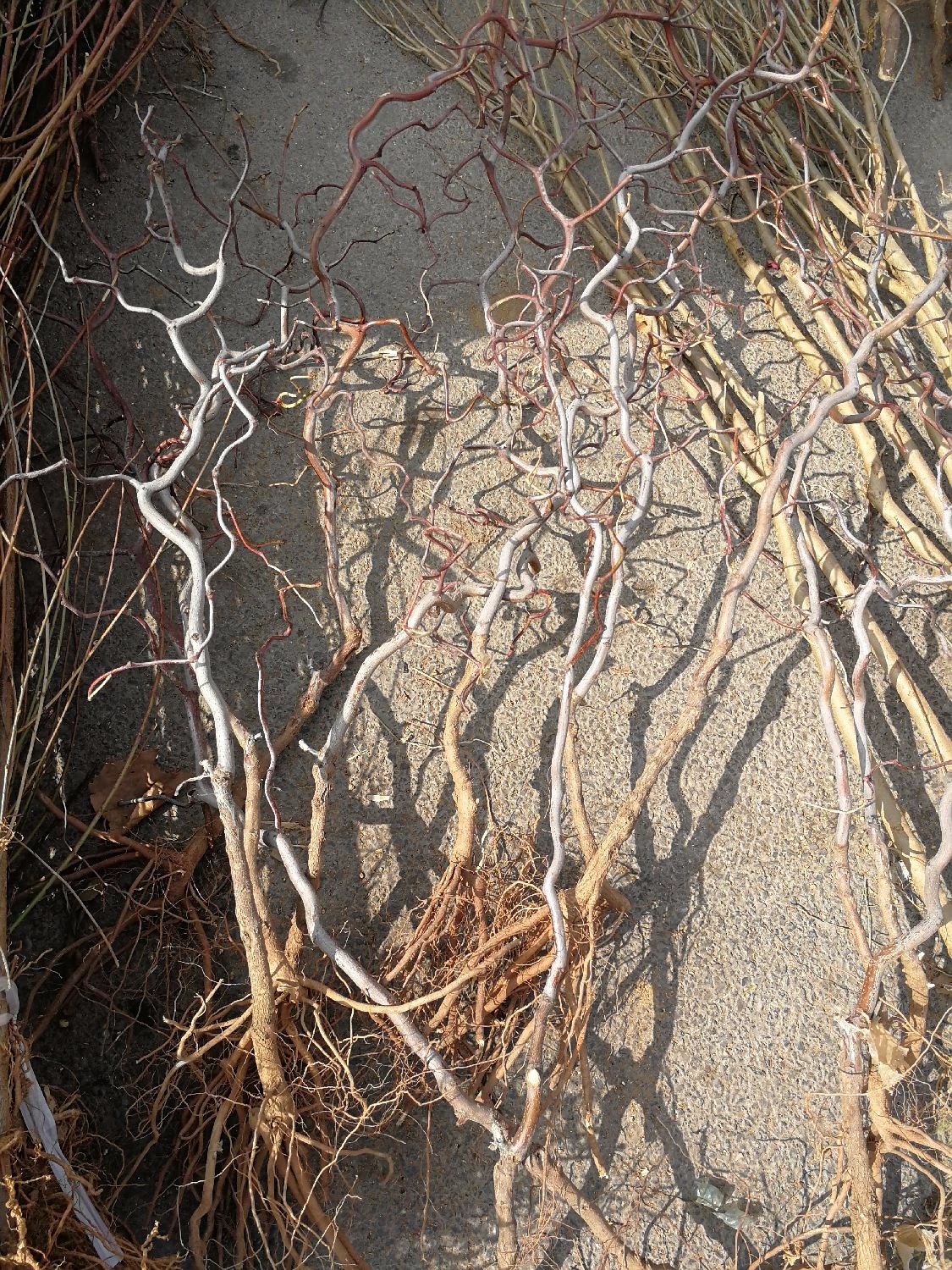 正月十五的农村大集树苗卖火了降龙木30元1棵