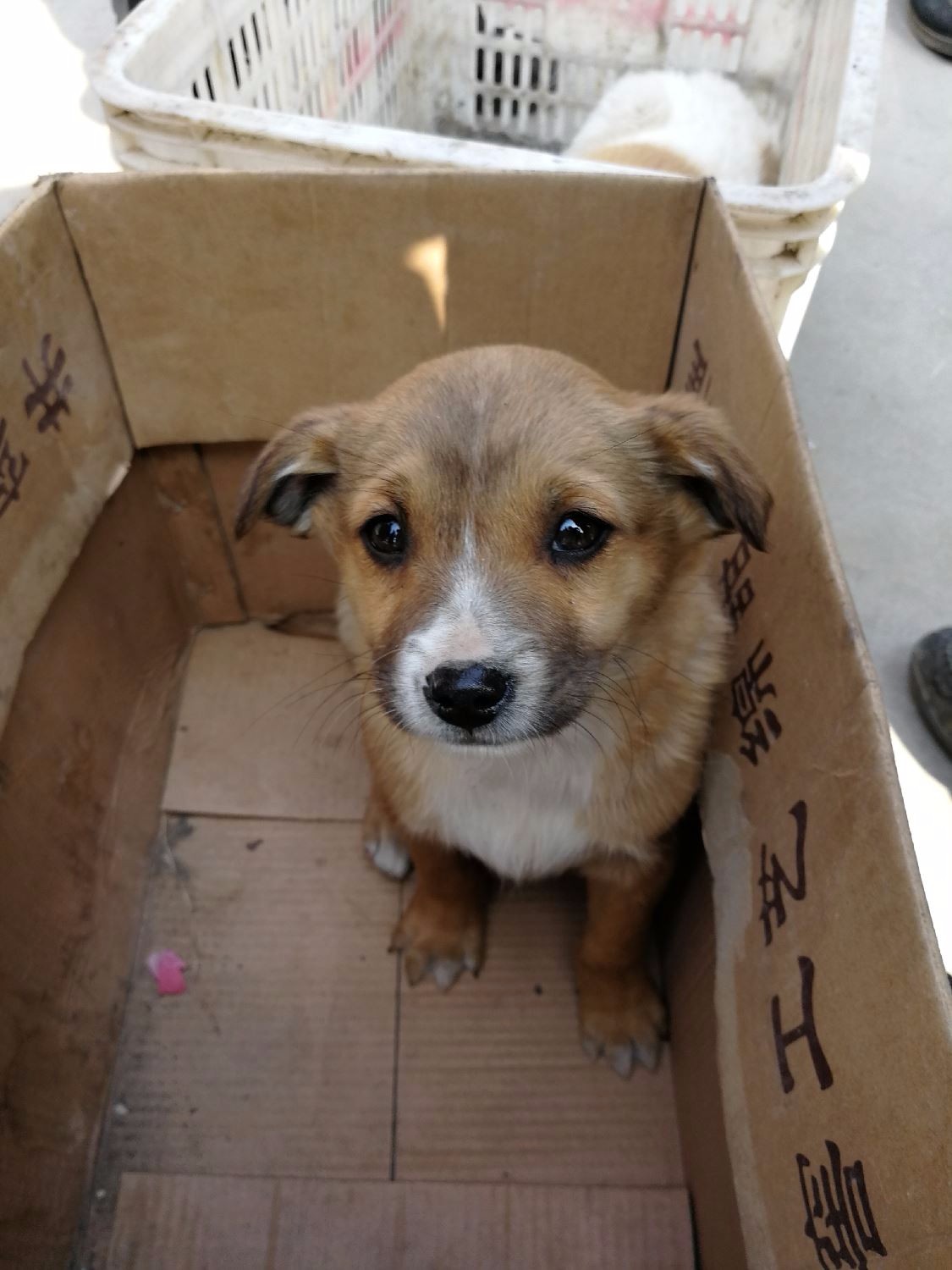 狗年逛狗市,农村大集上这些小土狗呆萌可爱受追捧,你喜欢那一只