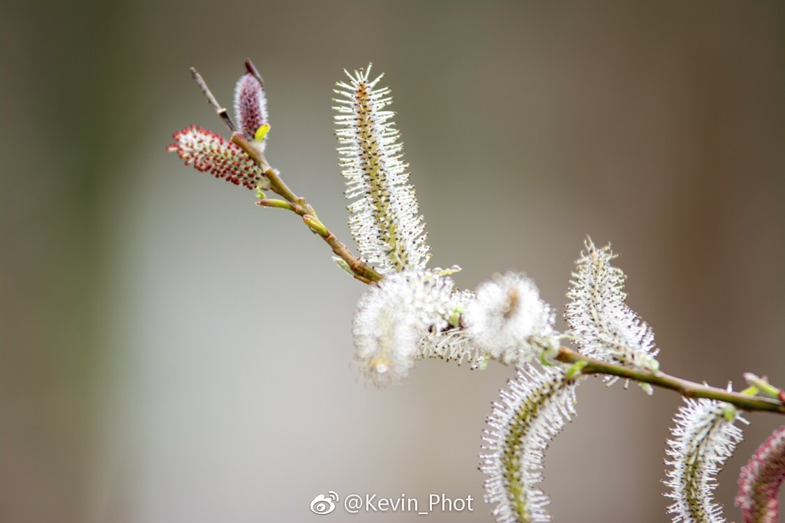春天偷偷摸摸的来了