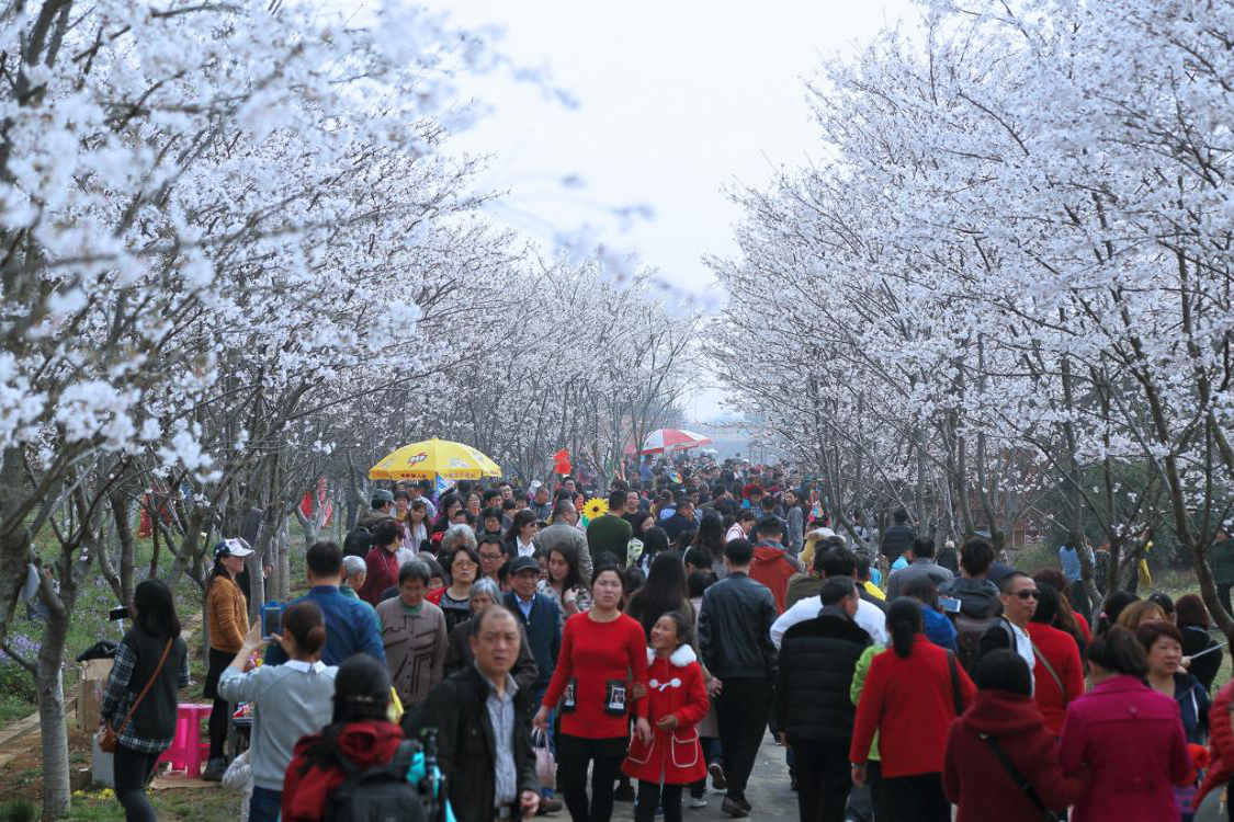 张家港农耕园樱花节图片
