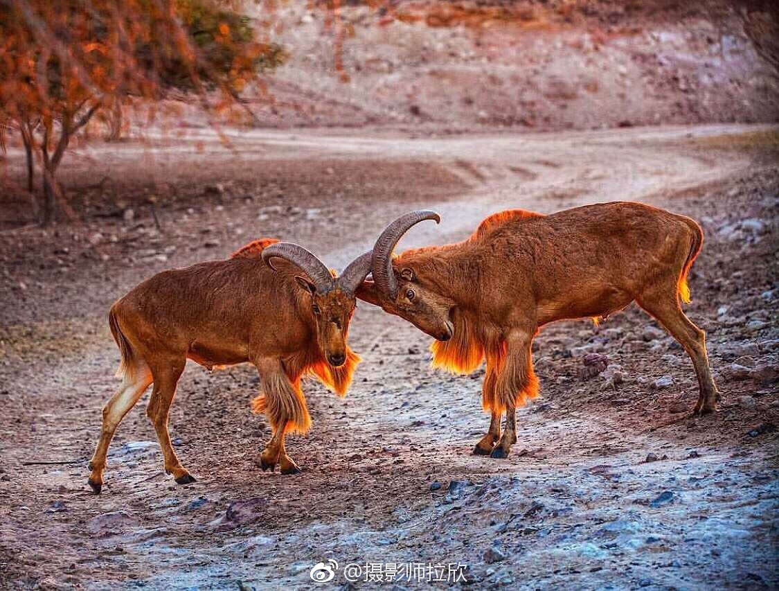 参加酒店组织的wildlife drive,看到了很多动物_新浪看点