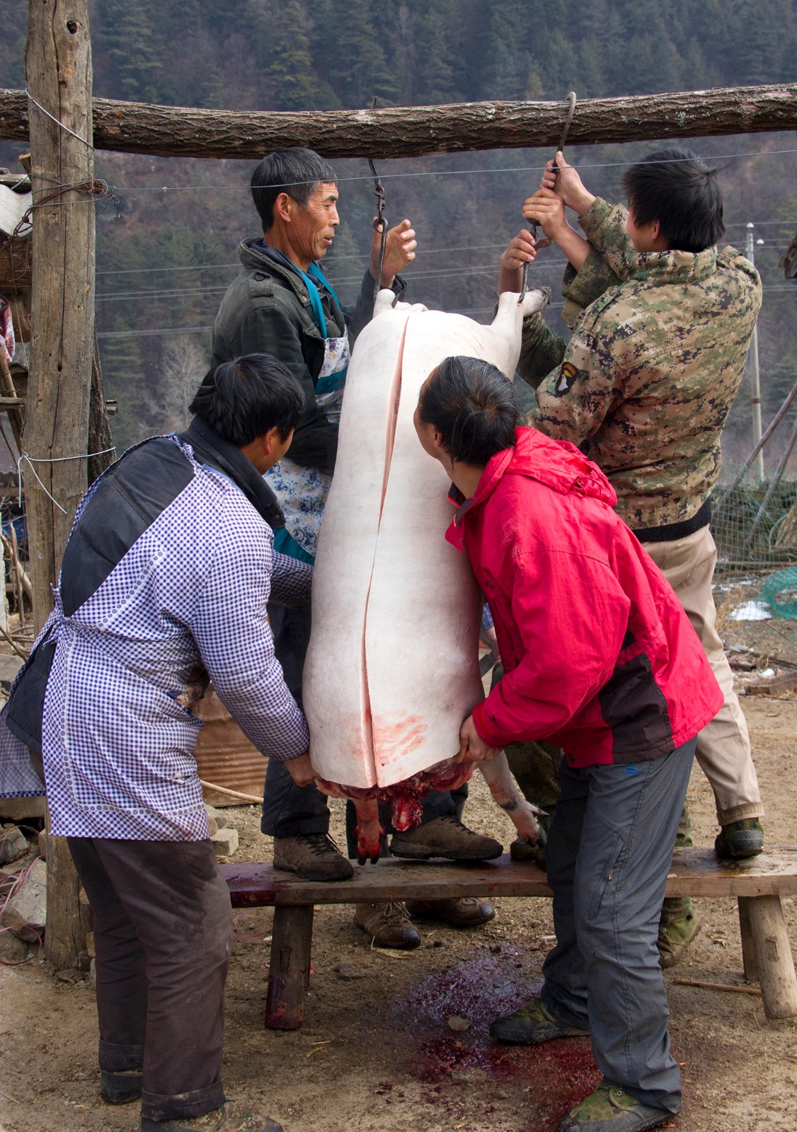 农村杀猪匠一天免费给村民杀五头猪