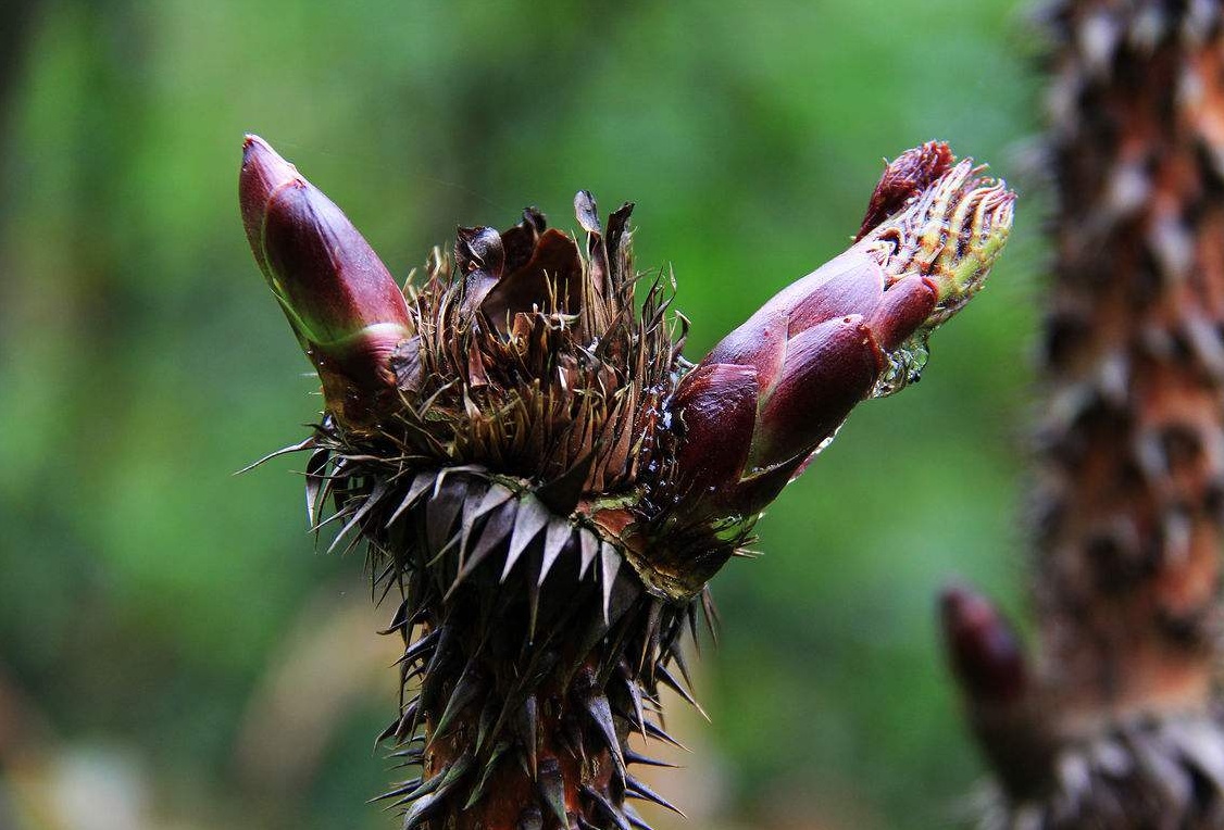 它被誉为"山野菜之王",是保健益寿的高档野菜,效果堪比人参