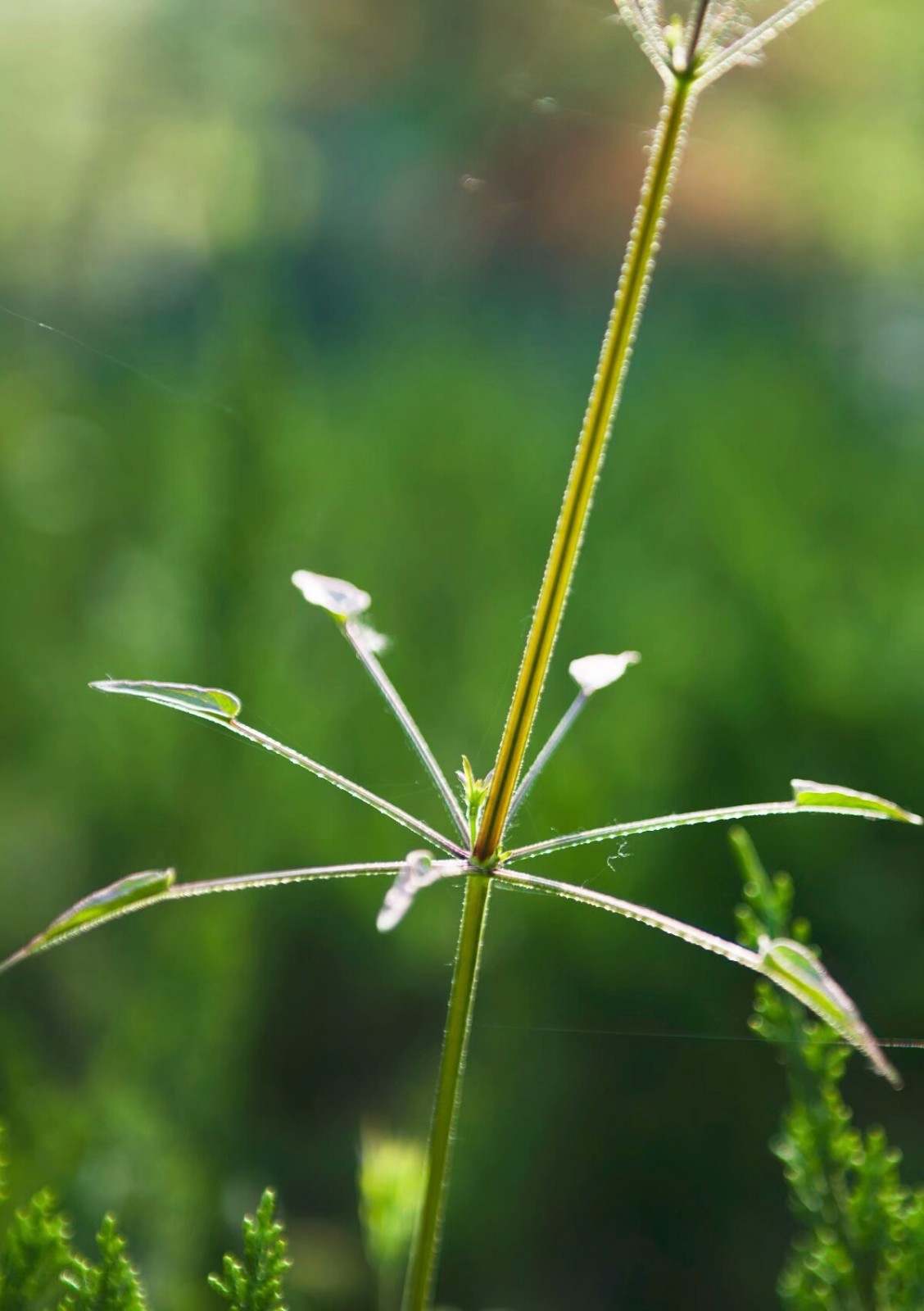 扁秆藨草-铁岭植物-图片
