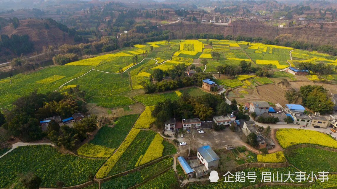 仁寿青岗2000亩油菜花开得正艳 一片金黄待你来赏