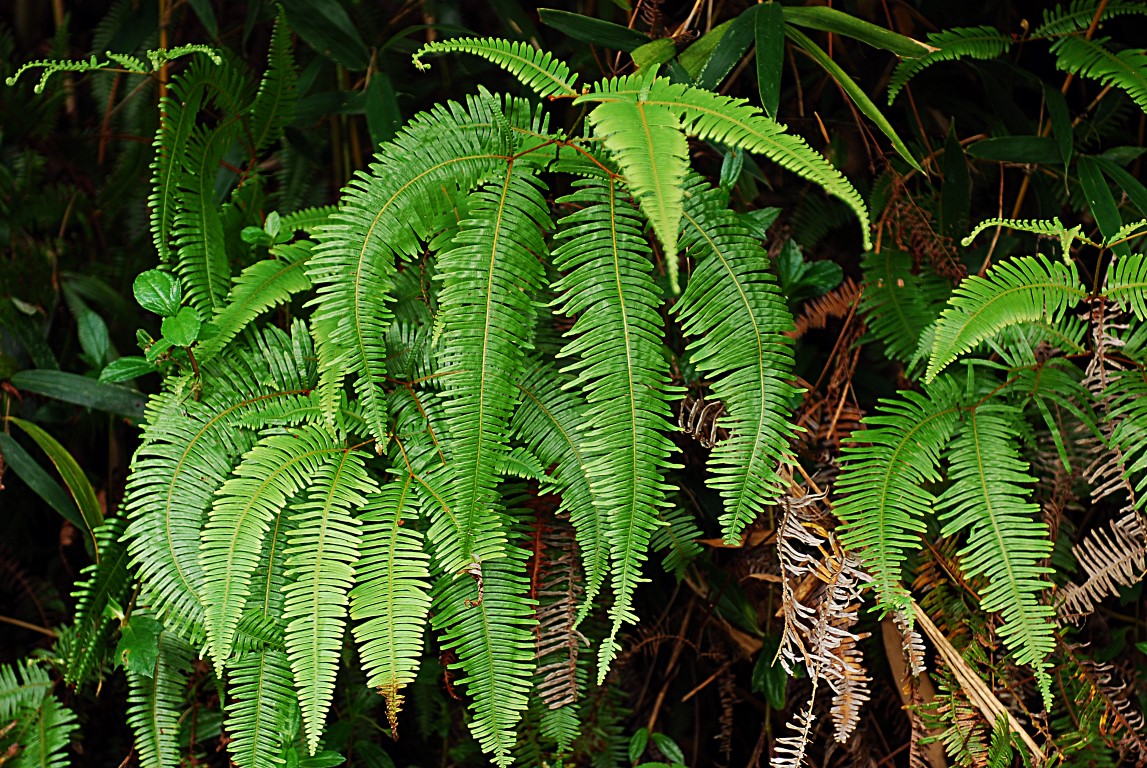 当做药用食材,主要应用在福建地区的一些农村里,芒萁的根茎叶均可使用
