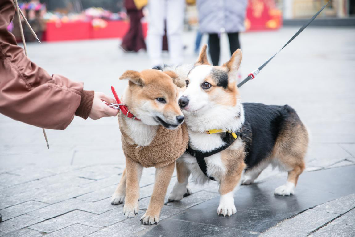 看他们示范秀恩爱,"狗粮"都不够资格吃