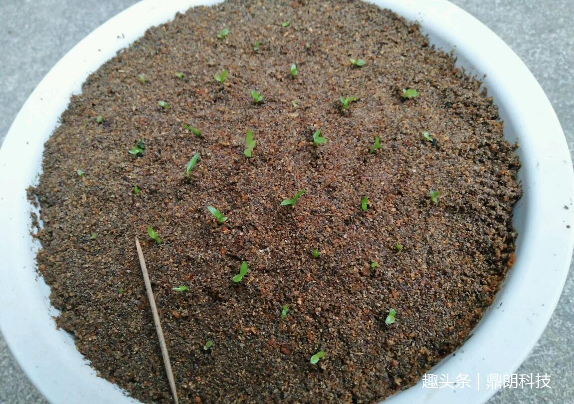 你见过用种子种植的铁皮石斛吗