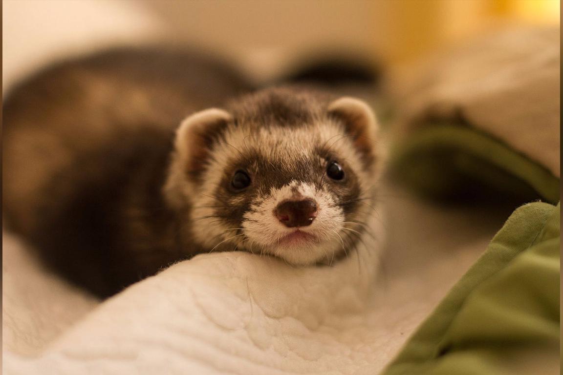 小雪貂强烈邀请主人要安抚它每一个宝宝,太可爱了!