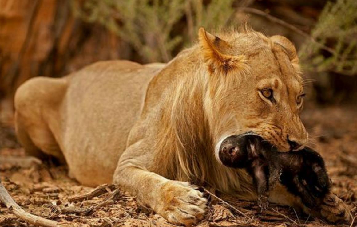 平头哥的无敌神话被打破网友受不了了