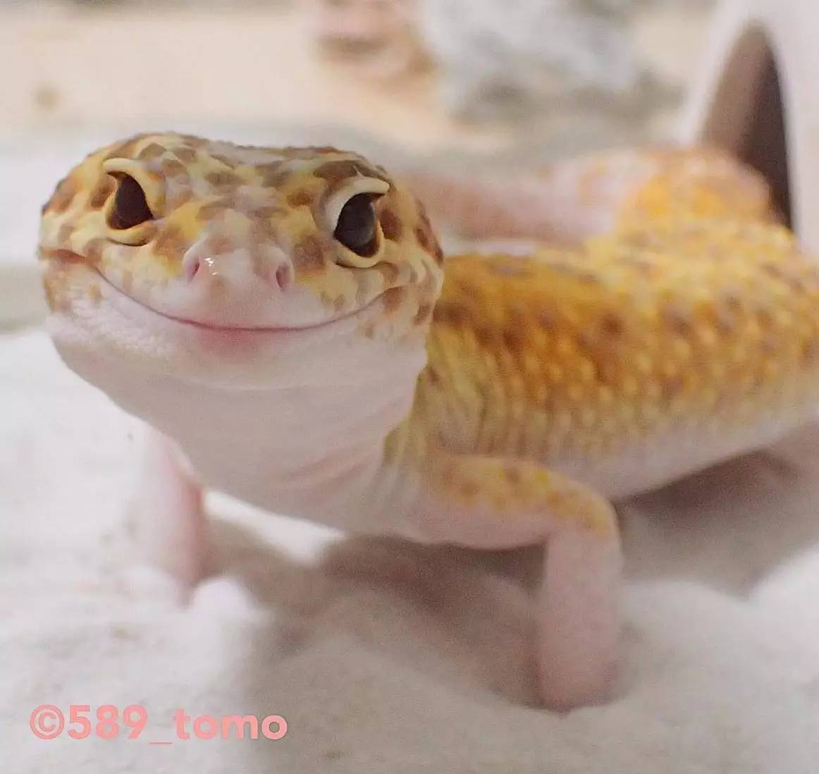 应该是世界上最可爱的守宫了