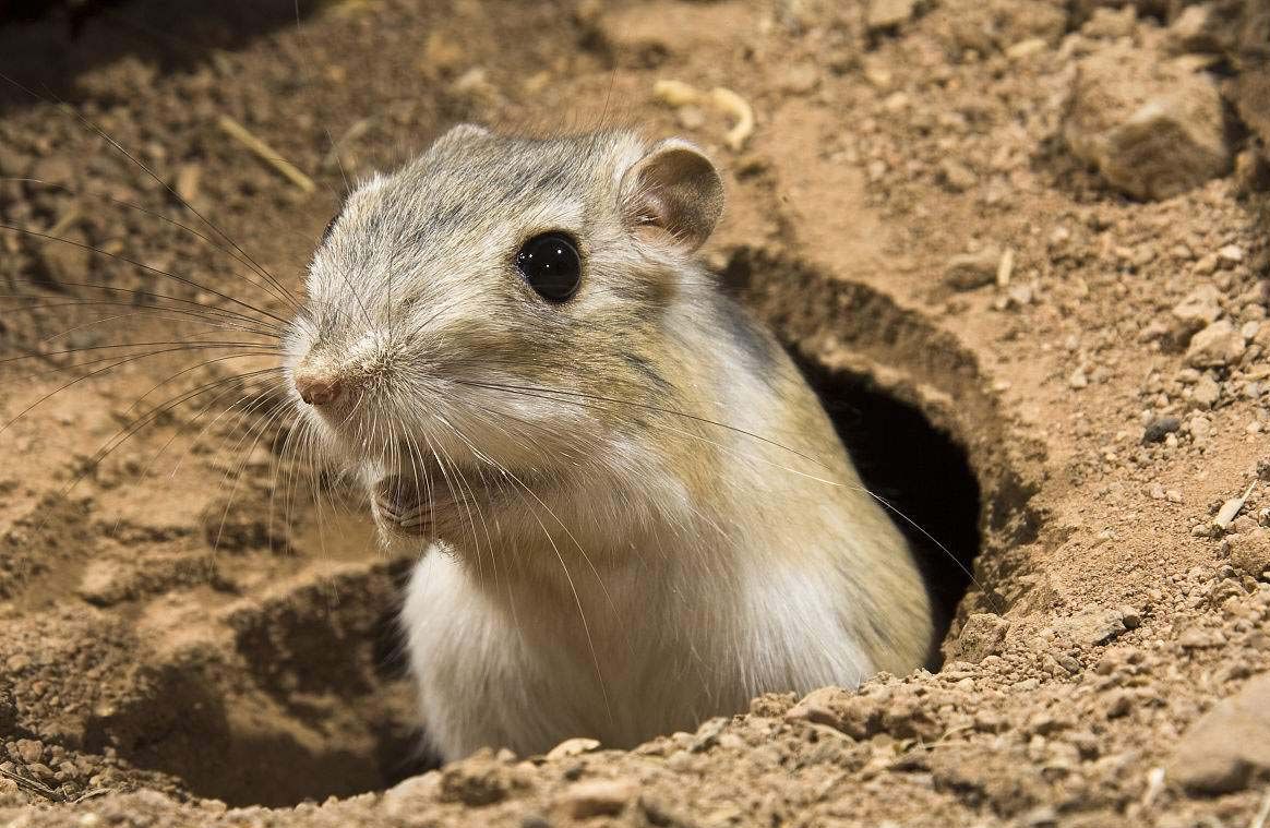这老鼠可一生不喝水,一跳有四米远,能逃脱响尾蛇的攻击