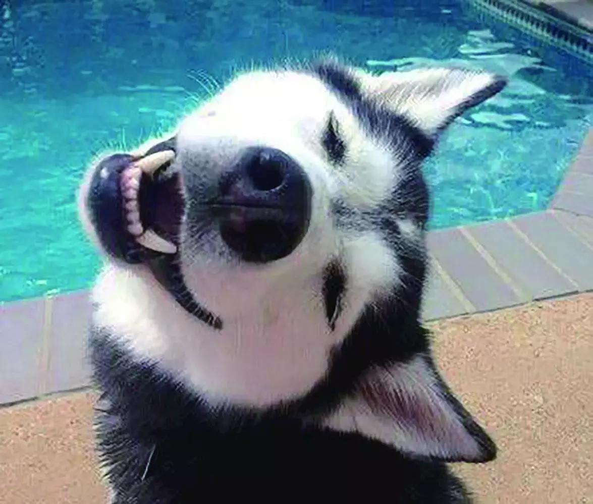 二哈的表情你读懂了吗?