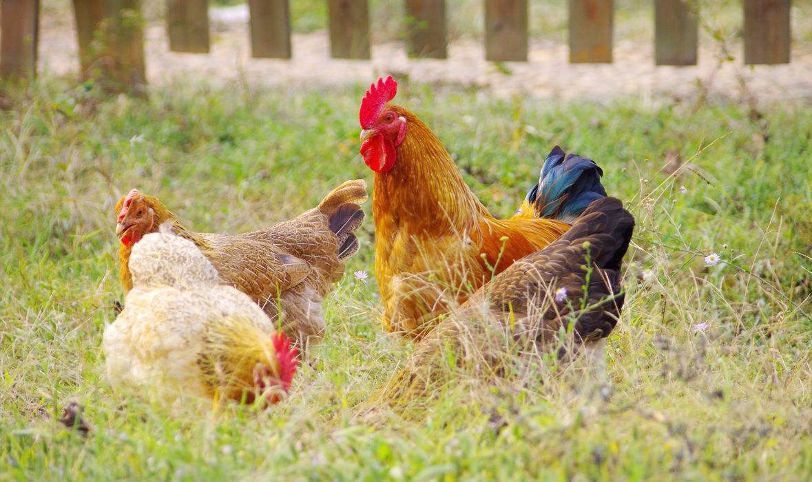 在上世纪六七十年代,萧山鸡也是杭州,上海等高档饭店里指定的鸡种.