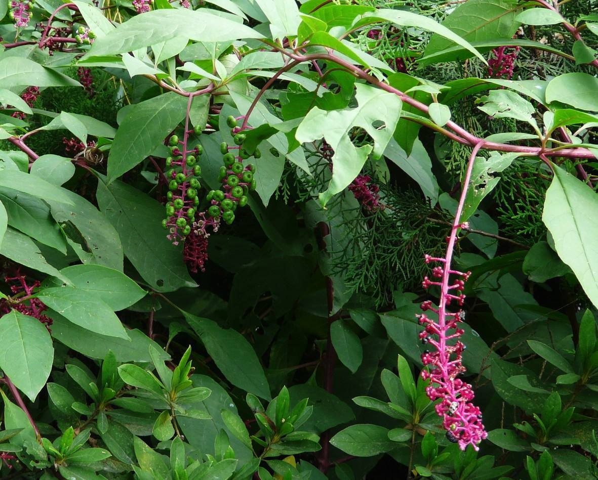 农村一种外来入侵野草,它的根酷似人参,如今卖20元一斤成稀罕货