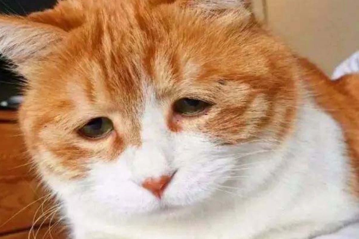 听最丧的歌看最丧的剧撸最丧的猫终极抑郁方可治愈