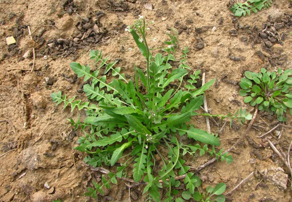 荠菜是农村最常见的野菜之一,从每年的3月份开始,农村荒地里的荠菜就