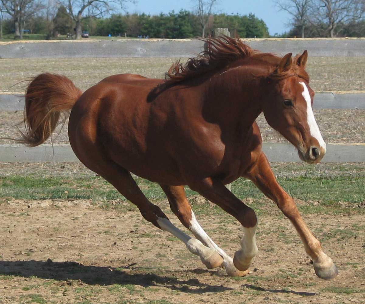 盘点全世界最贵的十大动物,一个常见昆虫在日本值61万元!