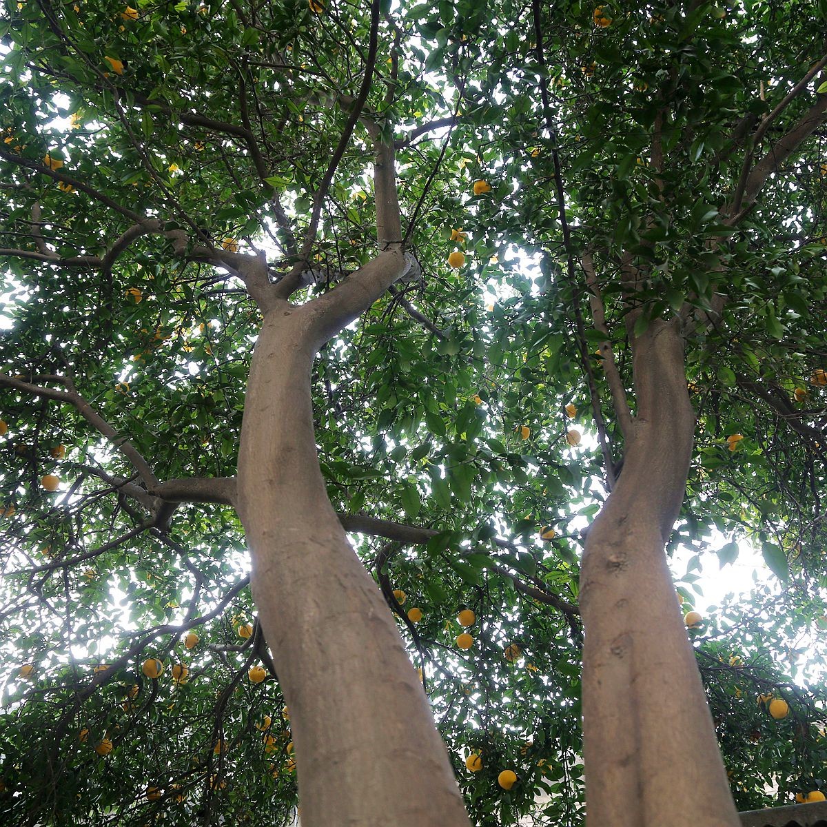 奇怪,寒冬天山西运城一棵生长30年的橘子树上果实累累