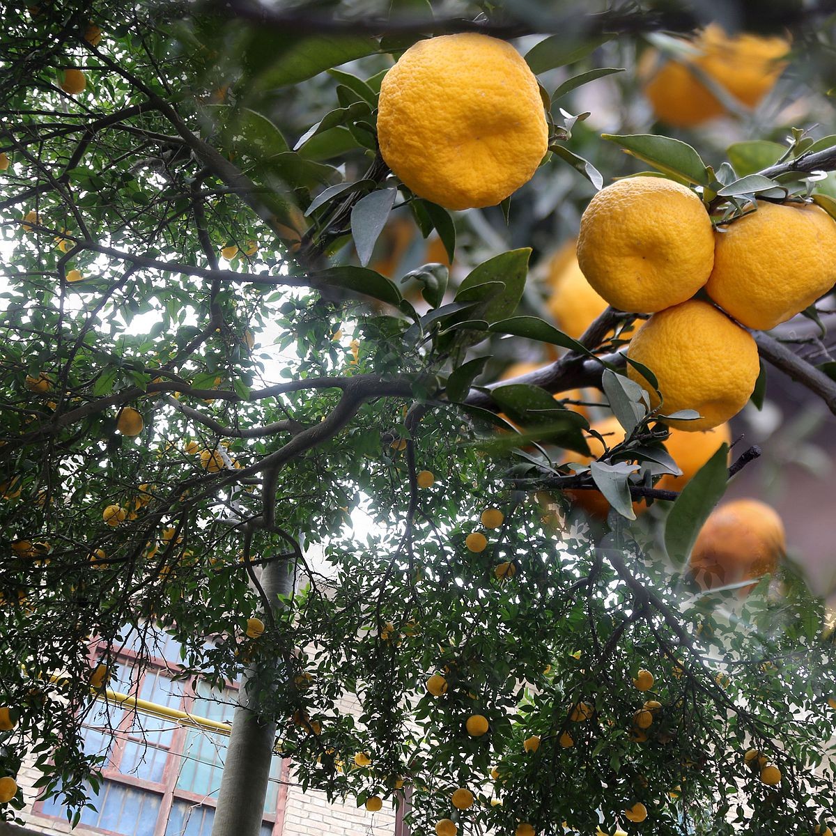 奇怪,寒冬天山西运城一棵生长30年的橘子树上果实累