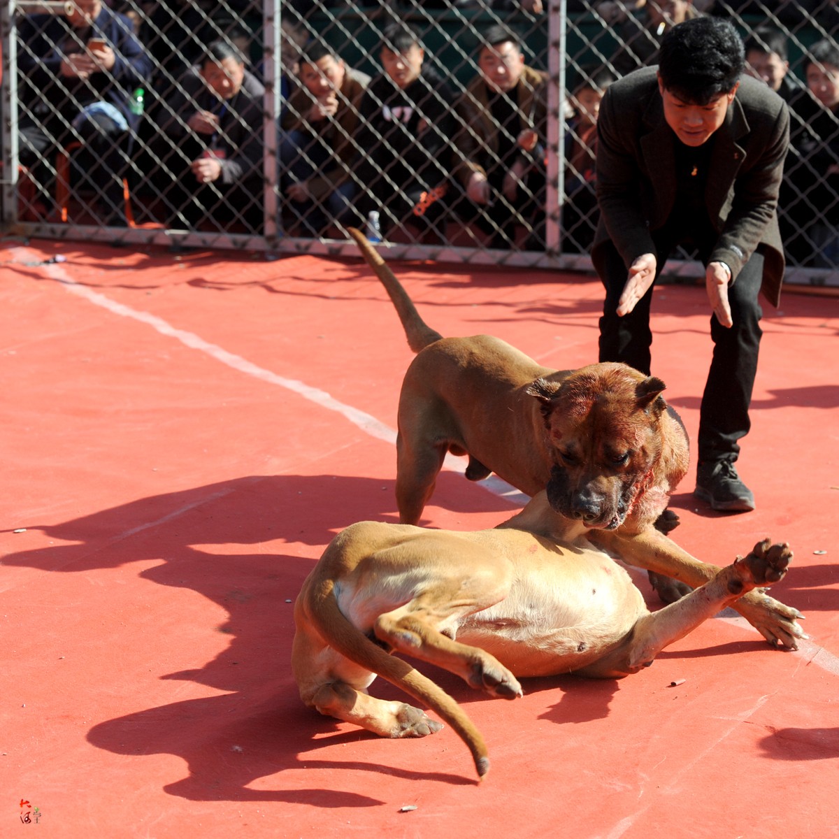 农民组织新春斗狗比赛,猛犬撕咬场面激烈,数百人围观