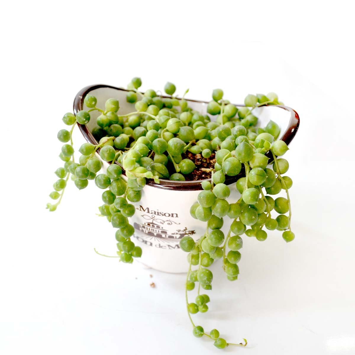 佛珠珍珠吊兰怎么才能养的绿绿胖胖的