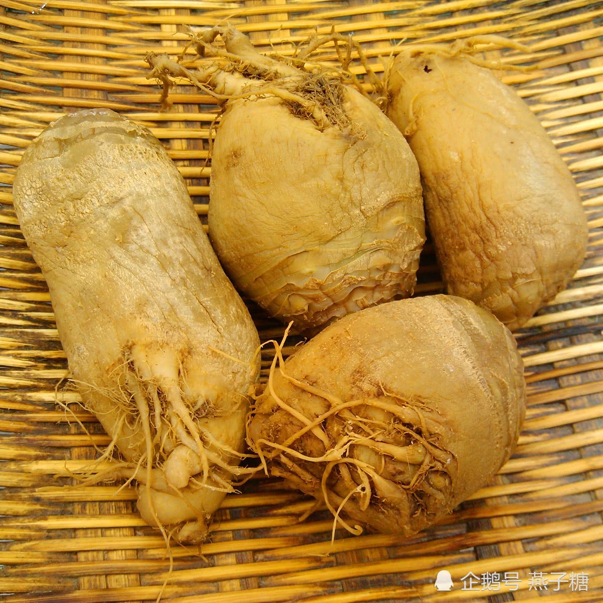 大头菜,一年生草本,高30-150厘米,常无毛,有时幼茎及叶具刺毛,带粉霜