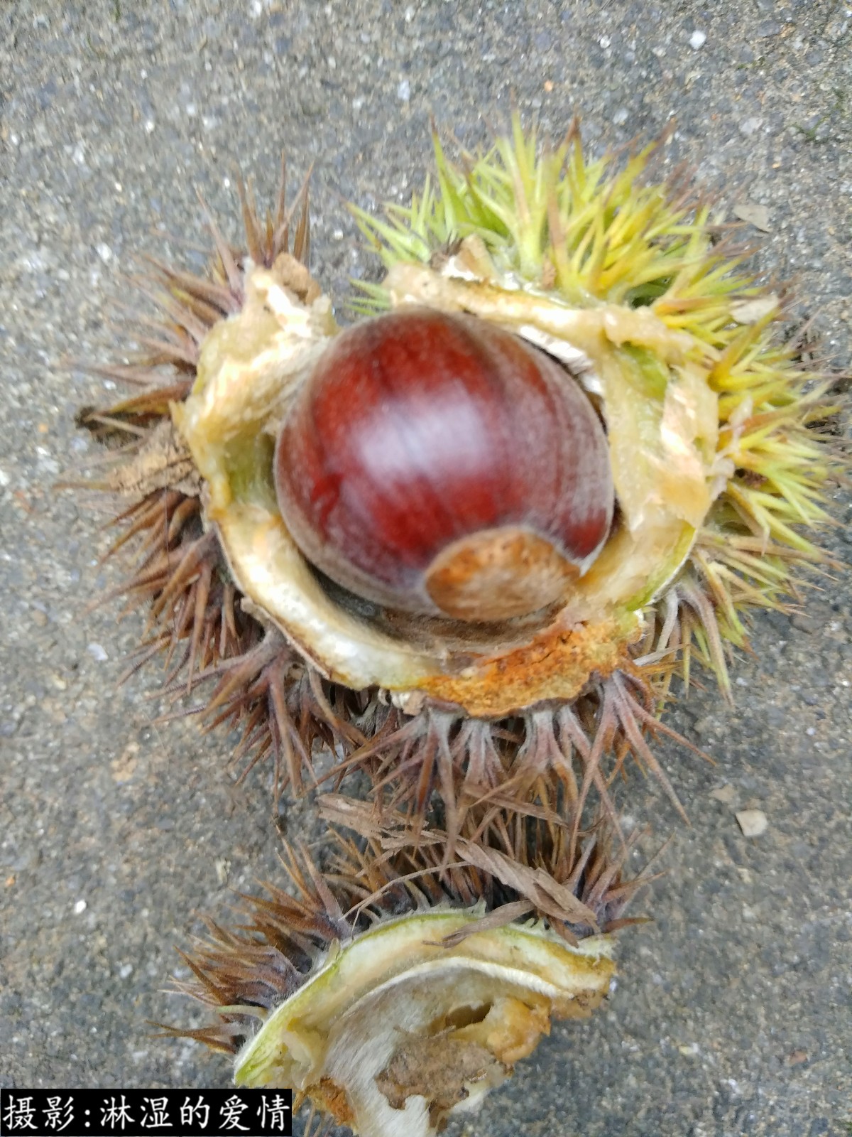 这种带刺的东西在农村是一道地道的美食,味道极好,你吃过吗?