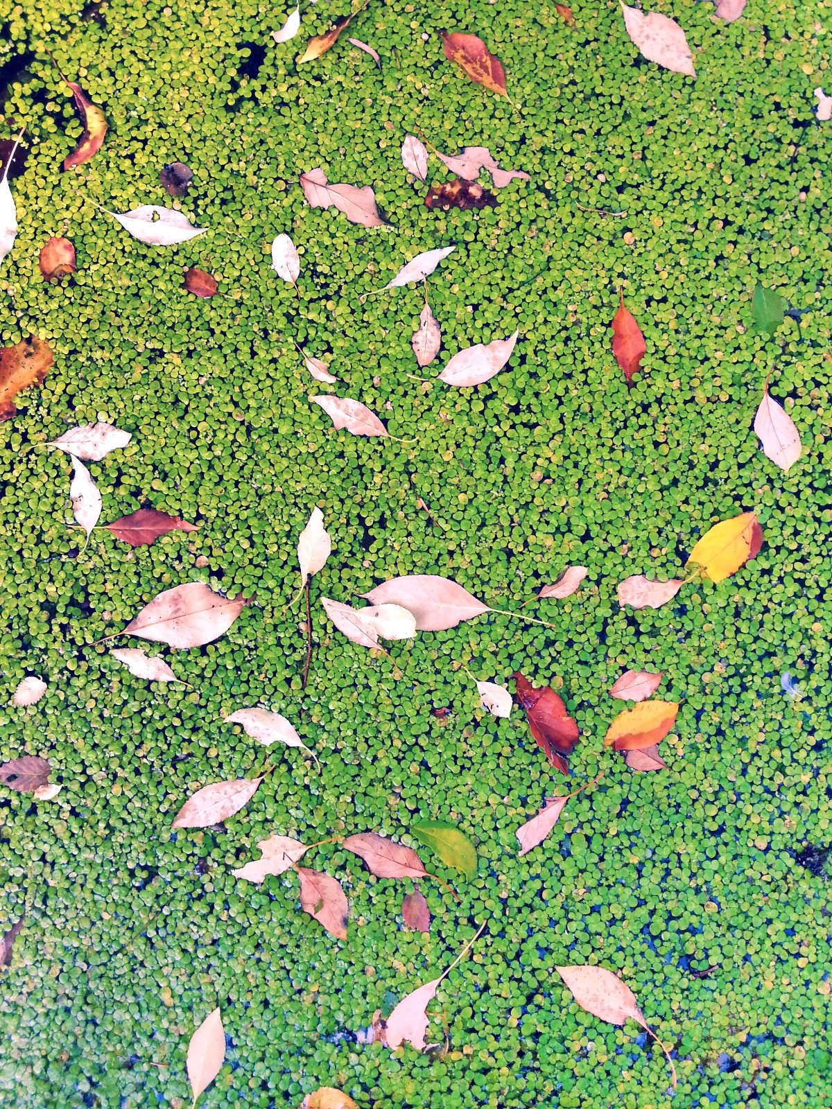 有一种绿色叫浮萍,有一种心情叫随缘,有一种美好叫安静_新浪看点