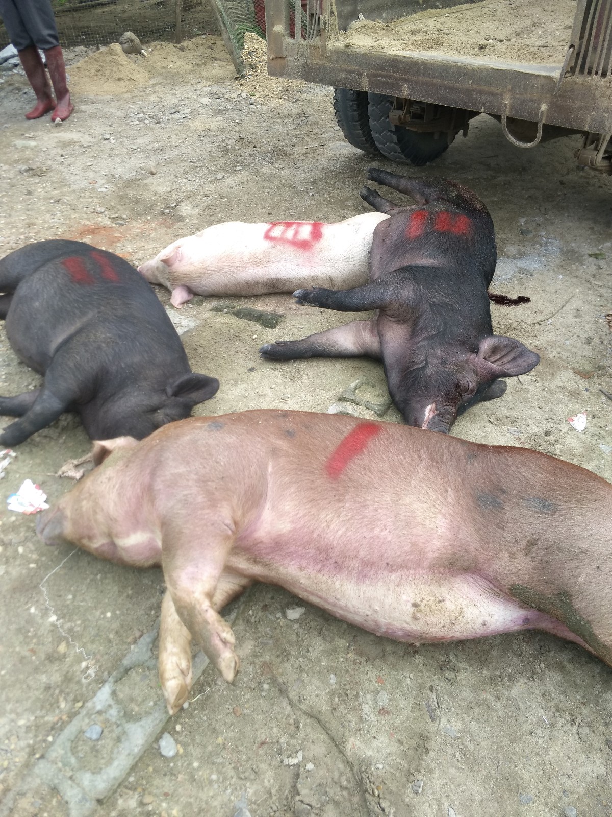 百头猪集体中毒陆续死亡 怎么回事?