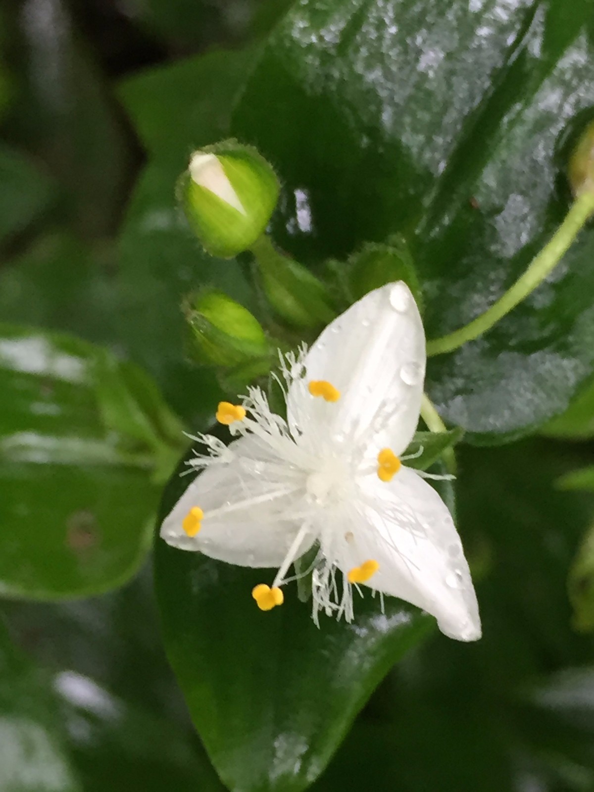 白花紫野跖草白花紫露草